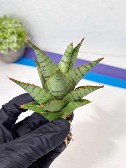 Sansevieria Adelina (Ba3) (16) | Rare Collection