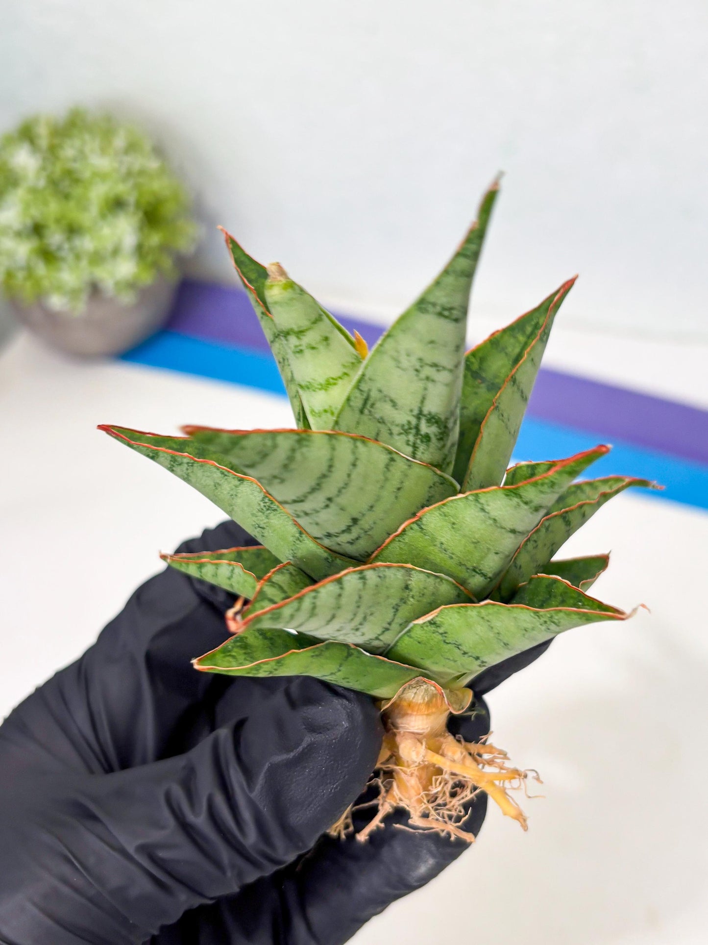 Sansevieria Adelina (Ba3) (16) | Rare Collection