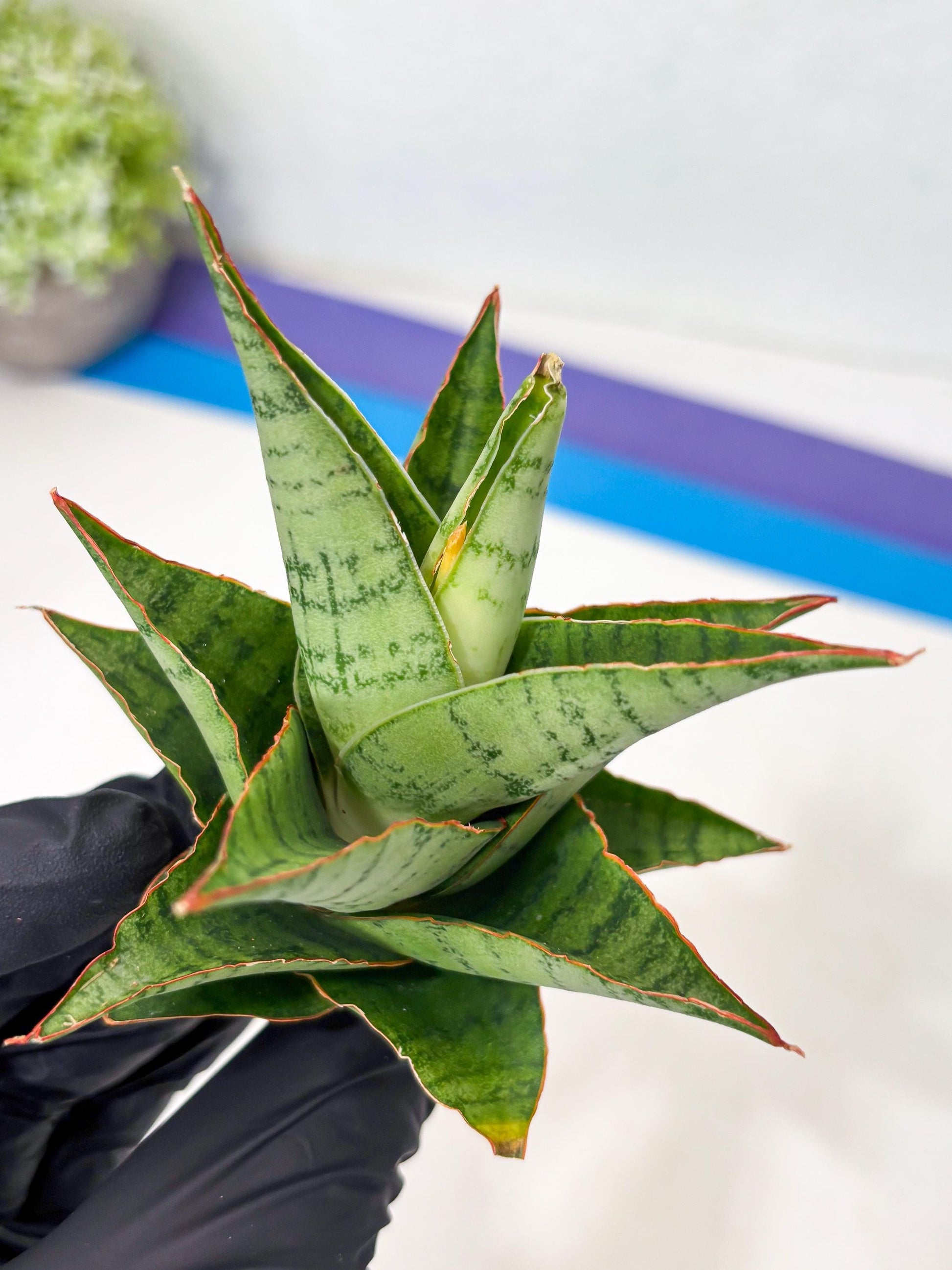 Sansevieria Adelina (Ba3) (16) | Rare Collection