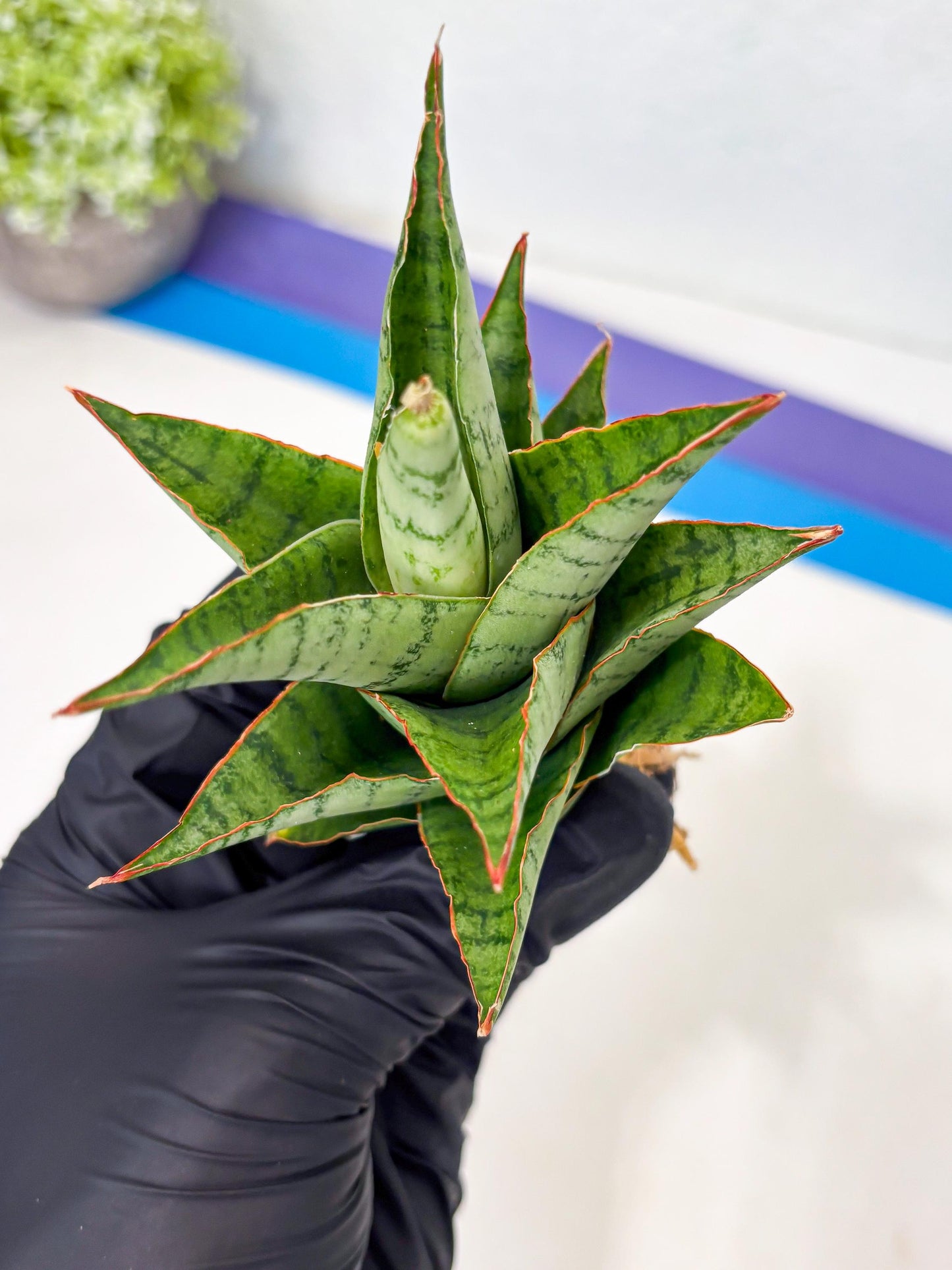 Sansevieria Adelina (Ba3) (16) | Rare Collection