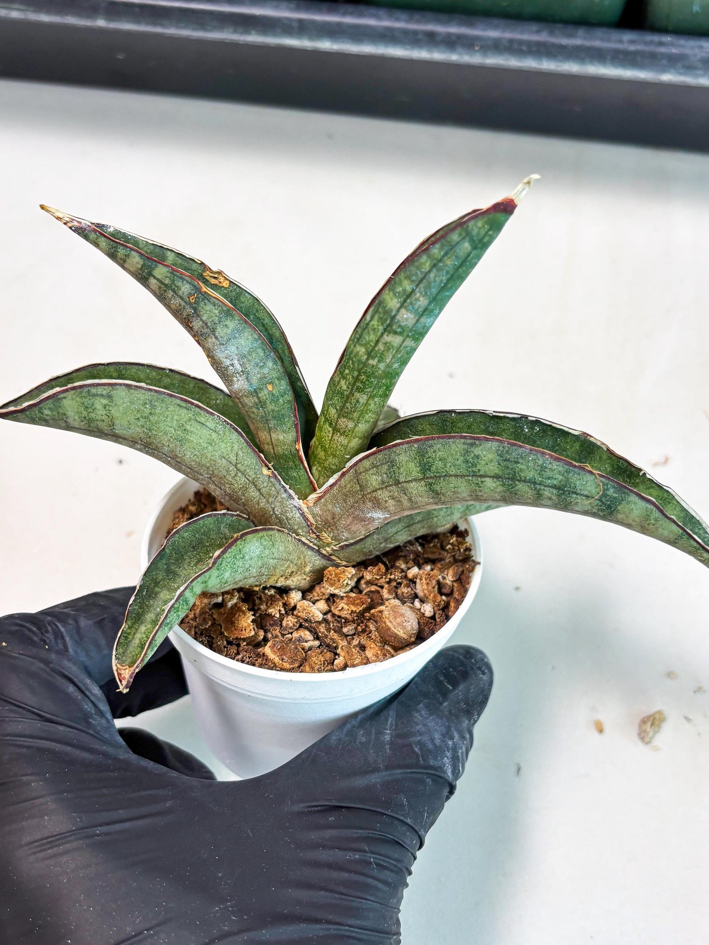 Sansevieria Pfisteri (Ba4) (1) | imported Hybrid