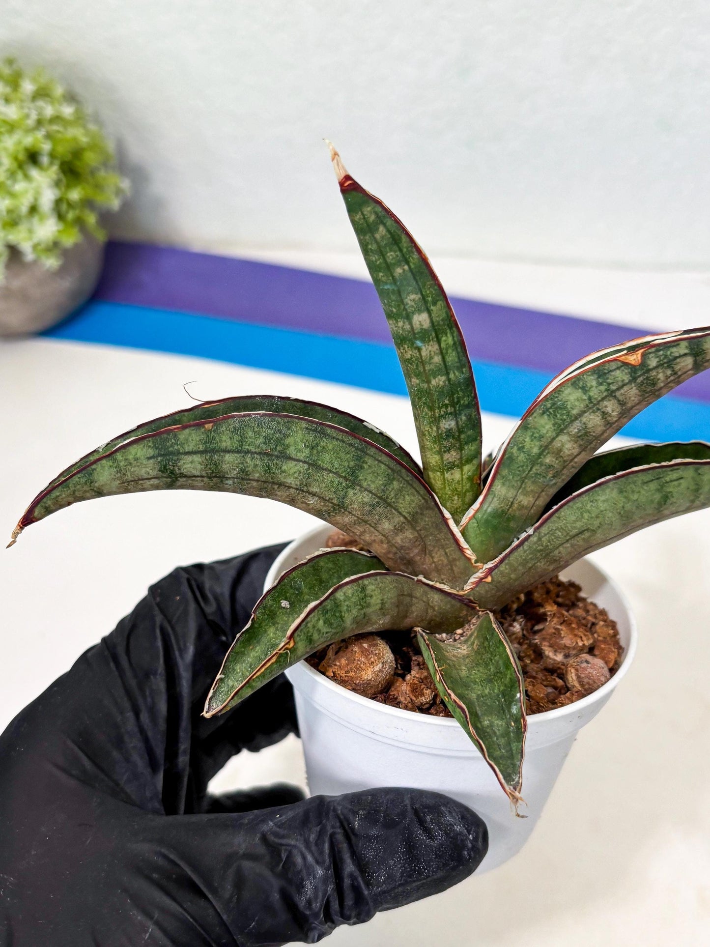 Sansevieria Pfisteri (Ba4) (1) | imported Hybrid