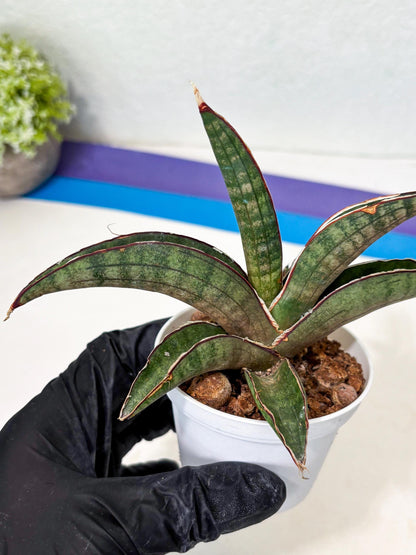 Sansevieria Pfisteri (Ba4) (1) | imported Hybrid