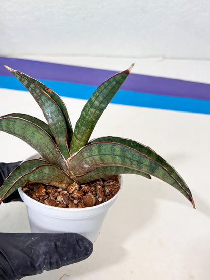 Sansevieria Pfisteri (Ba4) (1) | imported Hybrid