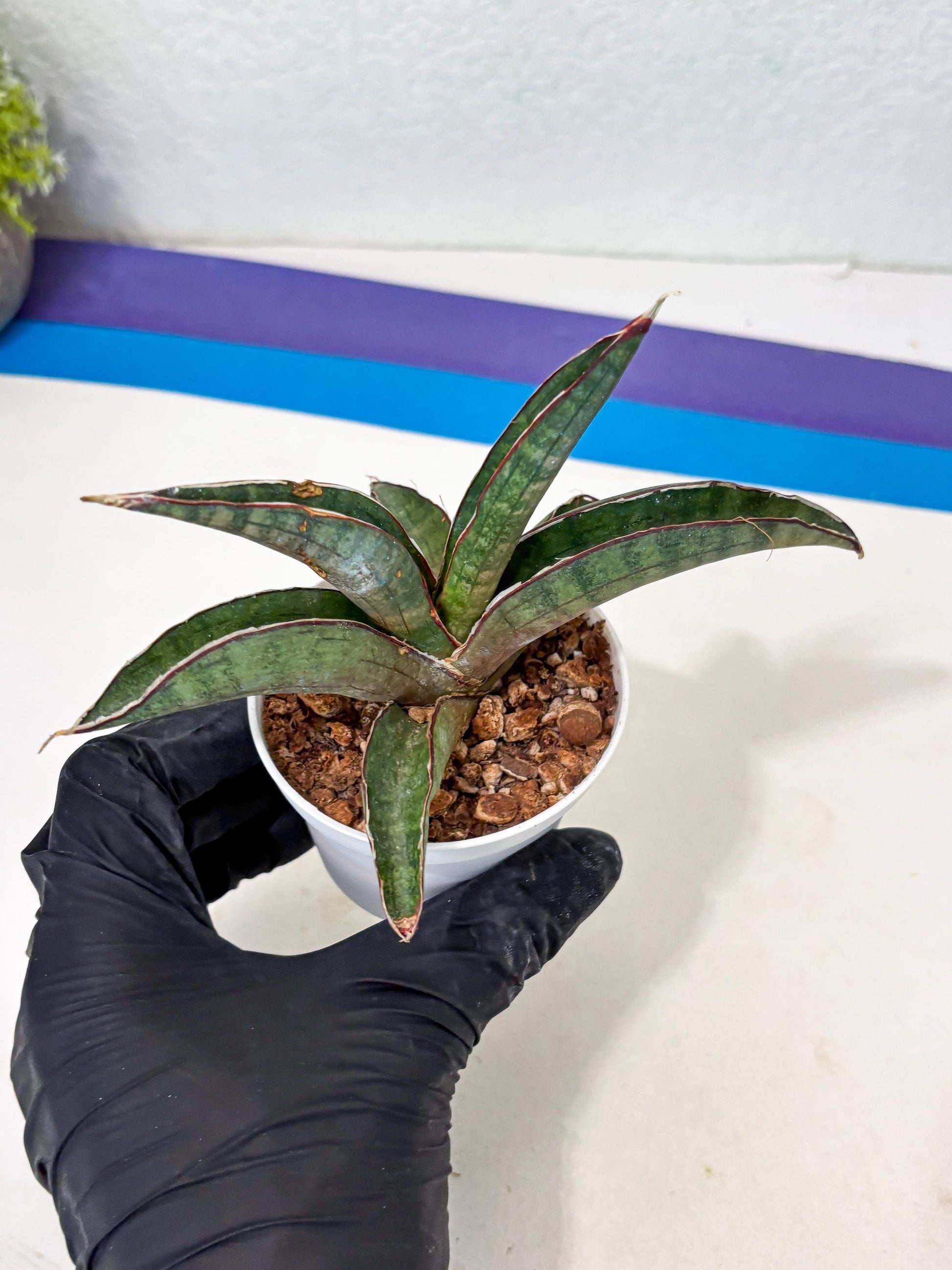 Sansevieria Pfisteri (Ba4) (1) | imported Hybrid