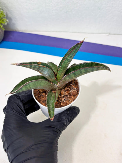 Sansevieria Pfisteri (Ba4) (1) | imported Hybrid