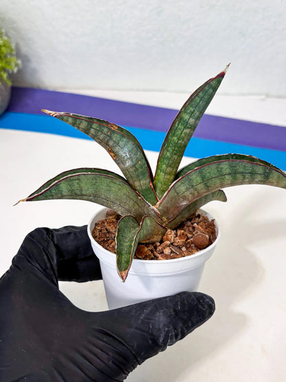 Sansevieria Pfisteri (Ba4) (1) | imported Hybrid
