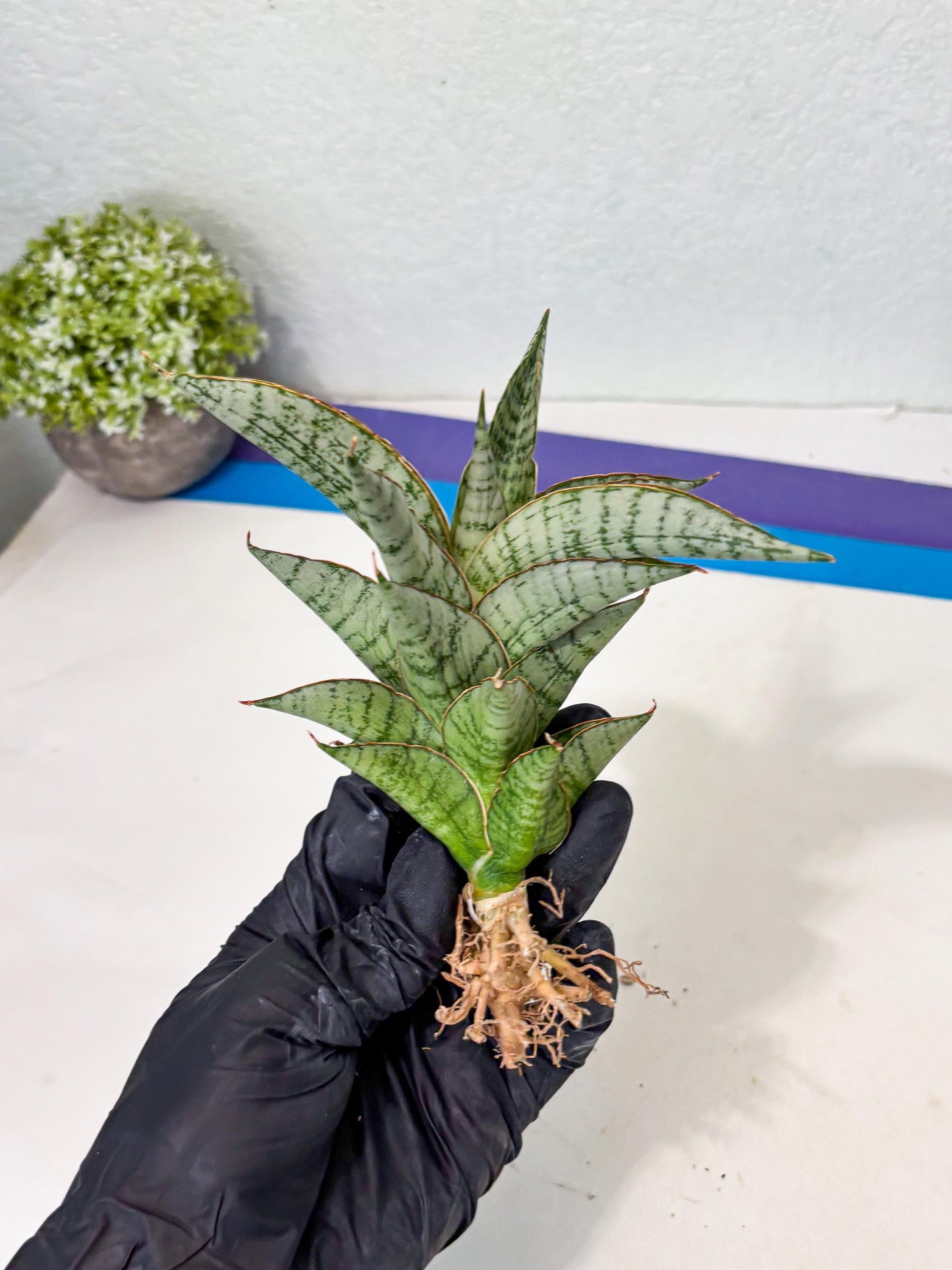 Sansevieria Irisbella (Ba4) (5) | imported Hybrid