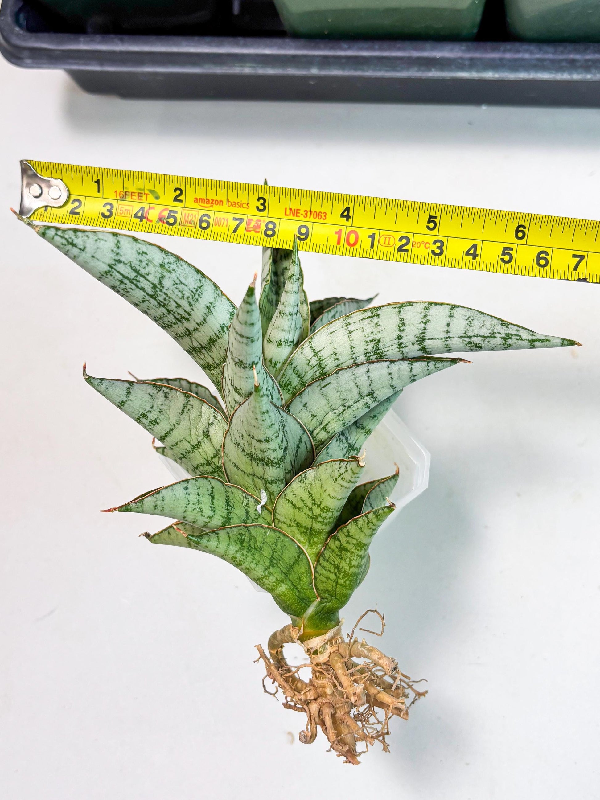 Sansevieria Irisbella (Ba4) (5) | imported Hybrid