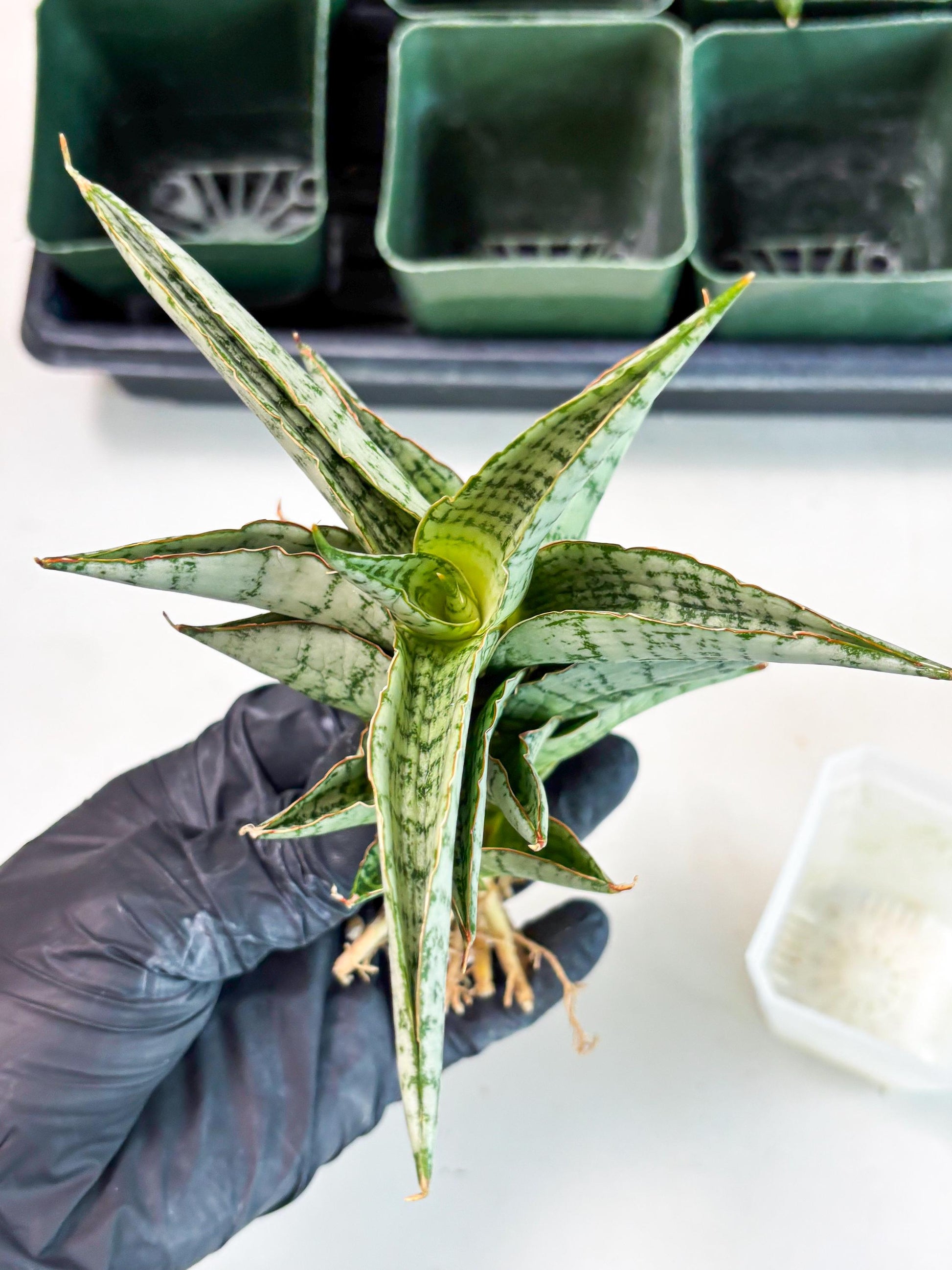 Sansevieria Irisbella (Ba4) (5) | imported Hybrid