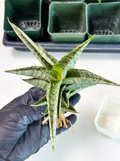 Sansevieria Irisbella (Ba4) (5) | imported Hybrid
