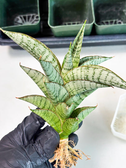 Sansevieria Irisbella (Ba4) (5) | imported Hybrid