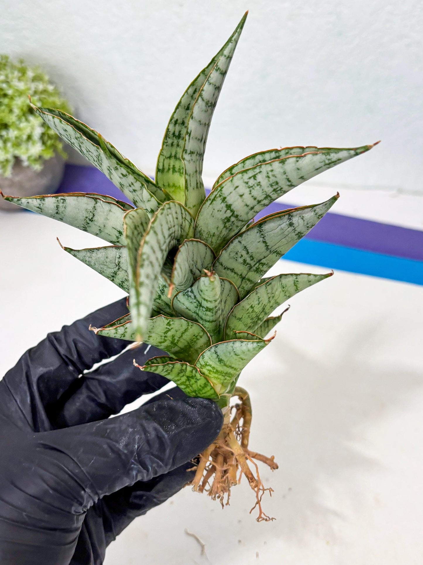 Sansevieria Irisbella (Ba4) (5) | imported Hybrid