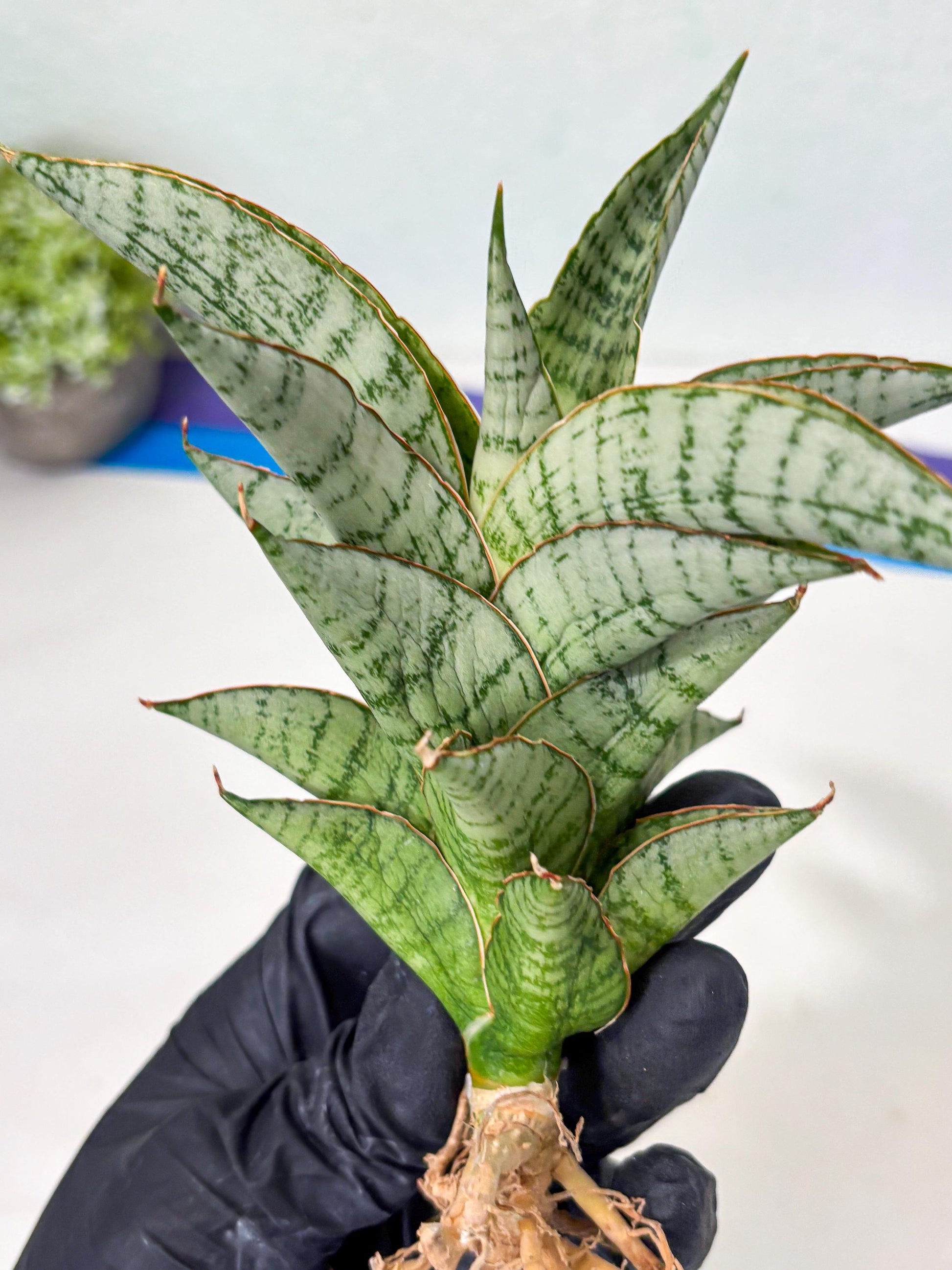 Sansevieria Irisbella (Ba4) (5) | imported Hybrid