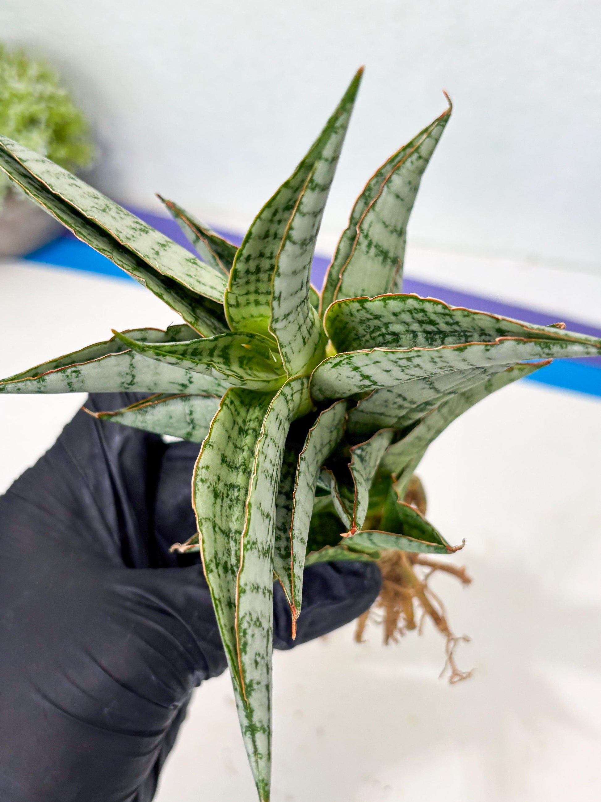 Sansevieria Irisbella (Ba4) (5) | imported Hybrid