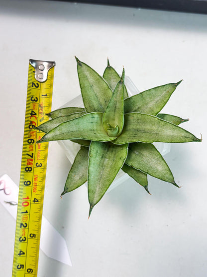 Sansevieria Kumara (Ba4) (8) | Imported Hybrids
