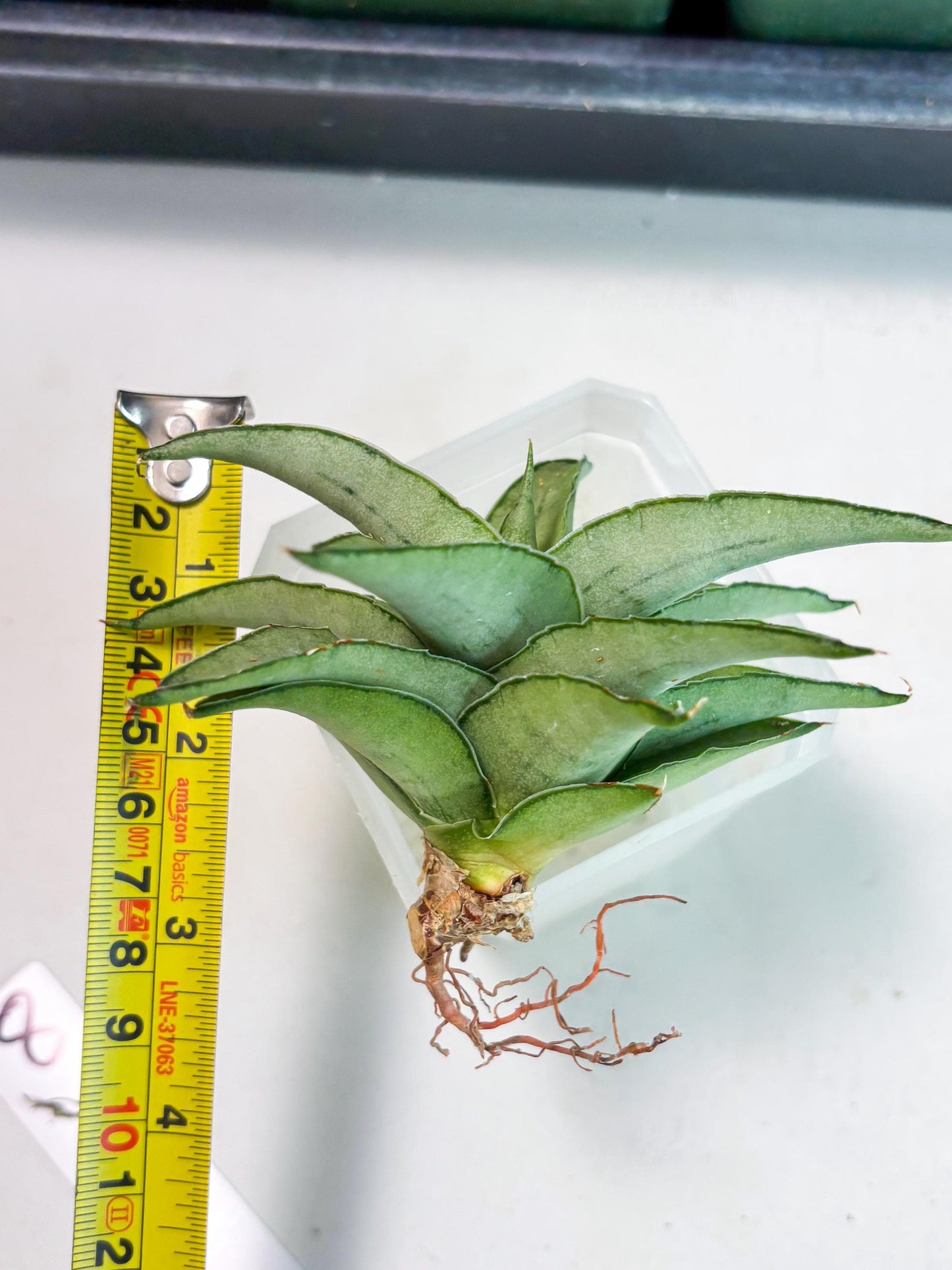 Sansevieria Kumara (Ba4) (8) | Imported Hybrids