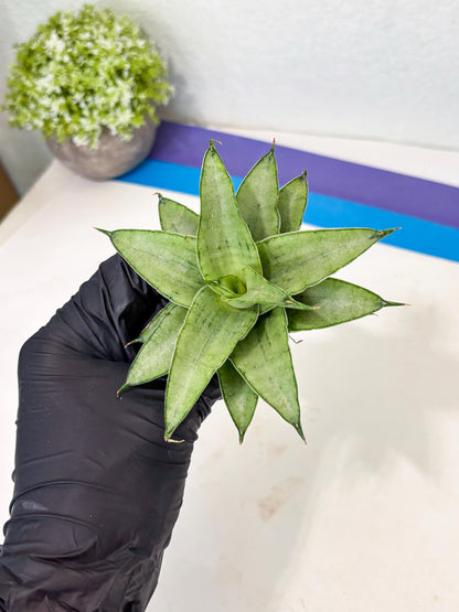 Sansevieria Kumara (Ba4) (8) | Imported Hybrids