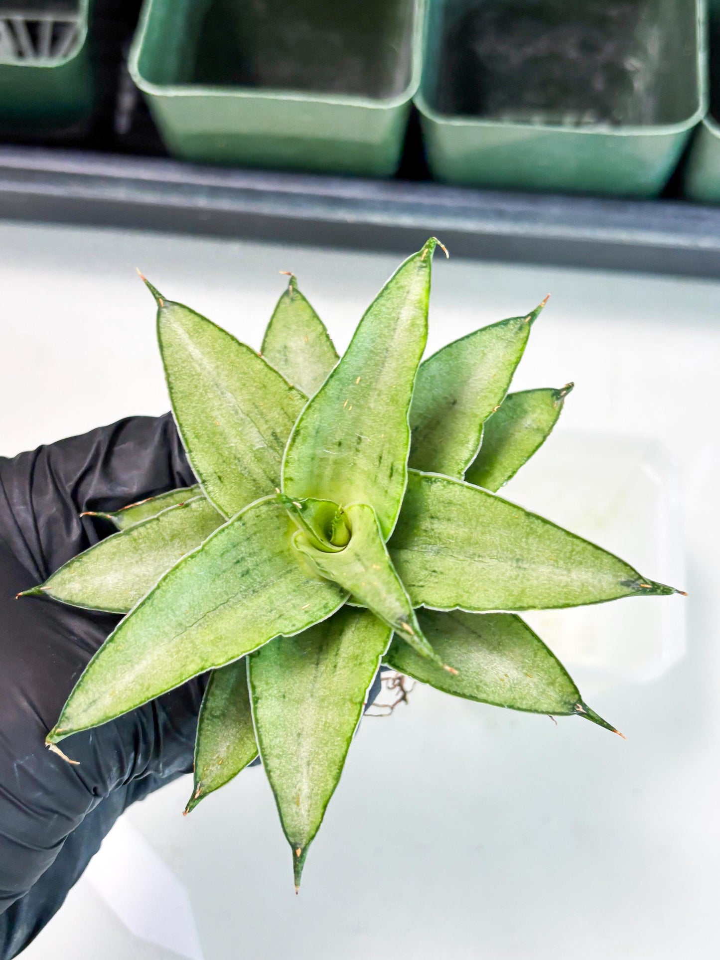 Sansevieria Kumara (Ba4) (8) | Imported Hybrids