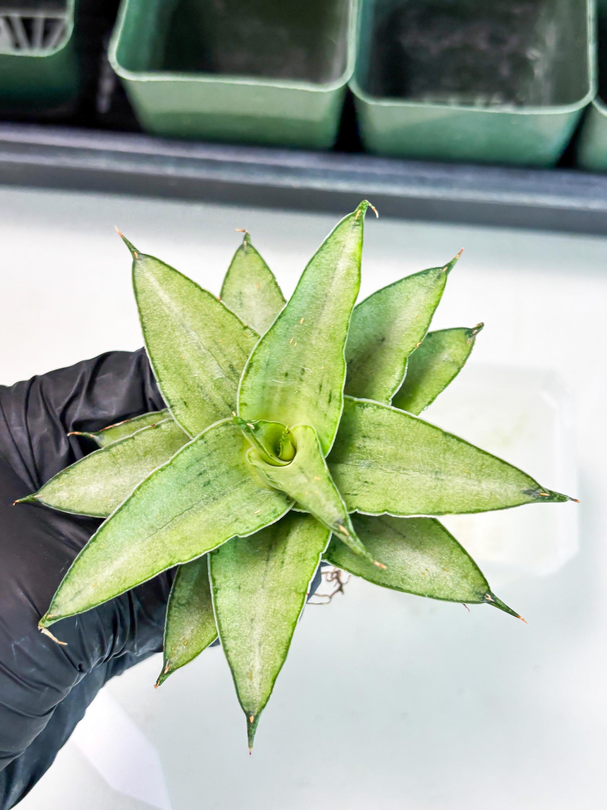 Sansevieria Kumara (Ba4) (8) | Imported Hybrids