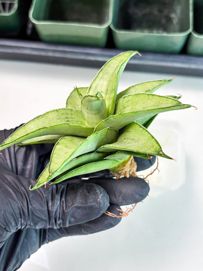 Sansevieria Kumara (Ba4) (8) | Imported Hybrids