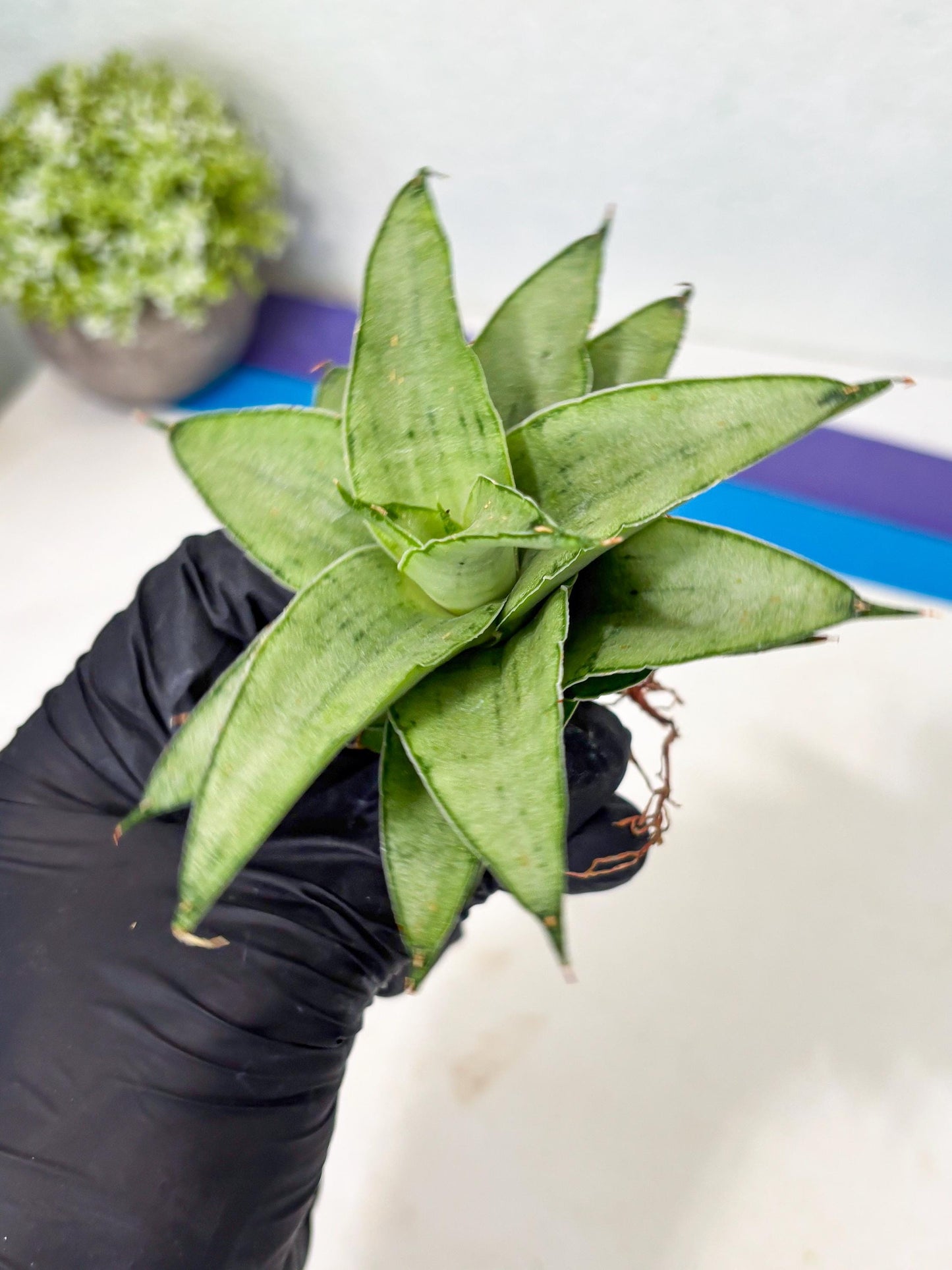 Sansevieria Kumara (Ba4) (8) | Imported Hybrids