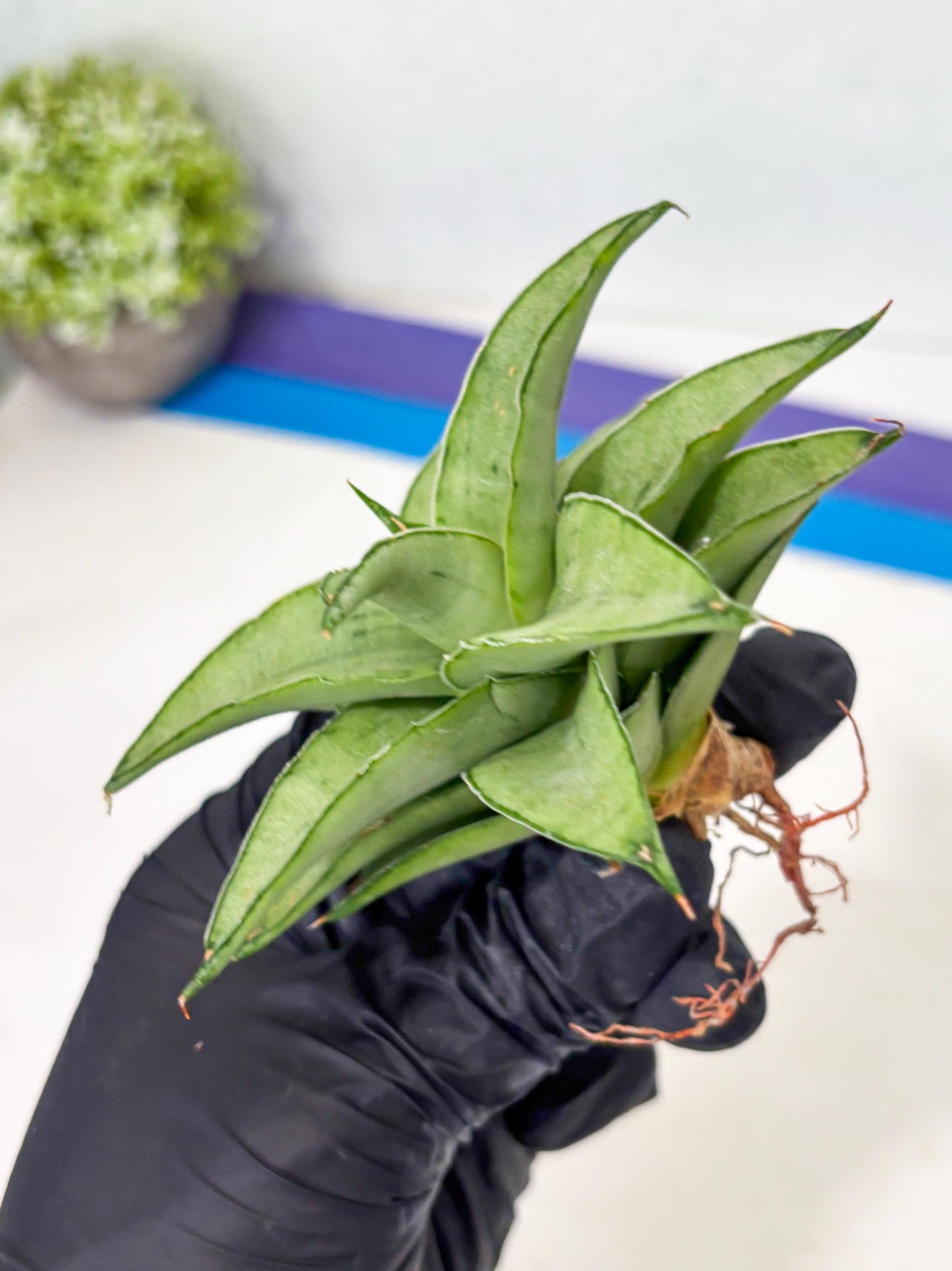 Sansevieria Kumara (Ba4) (8) | Imported Hybrids