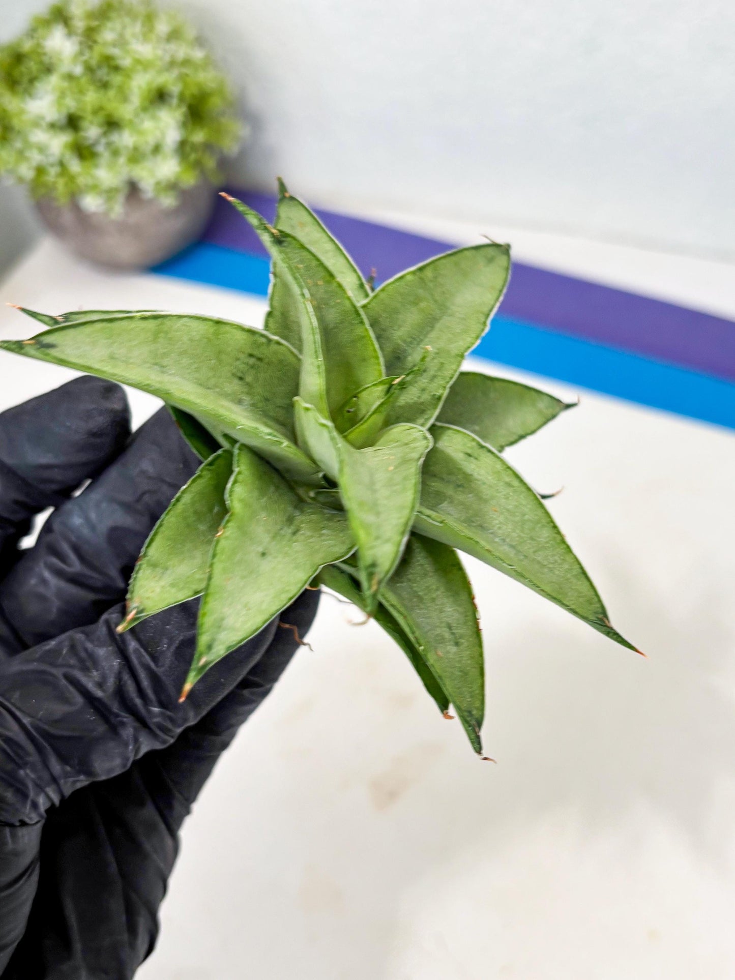 Sansevieria Kumara (Ba4) (8) | Imported Hybrids