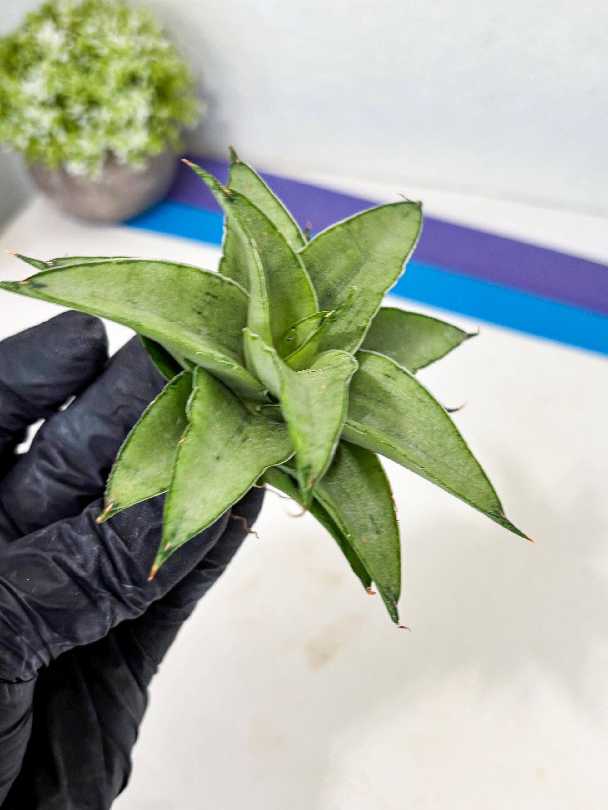 Sansevieria Kumara (Ba4) (8) | Imported Hybrids
