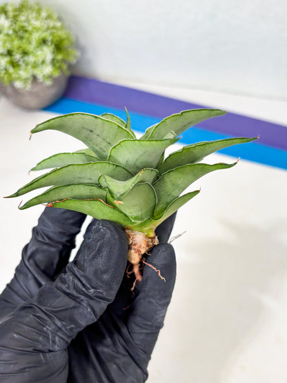Sansevieria Kumara (Ba4) (8) | Imported Hybrids