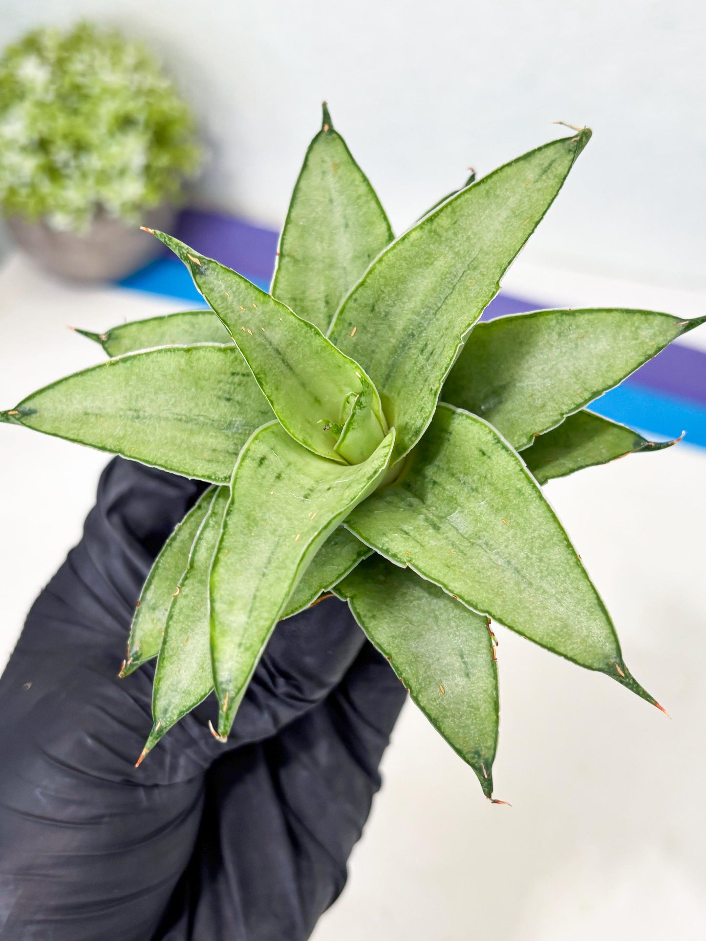 Sansevieria Kumara (Ba4) (8) | Imported Hybrids