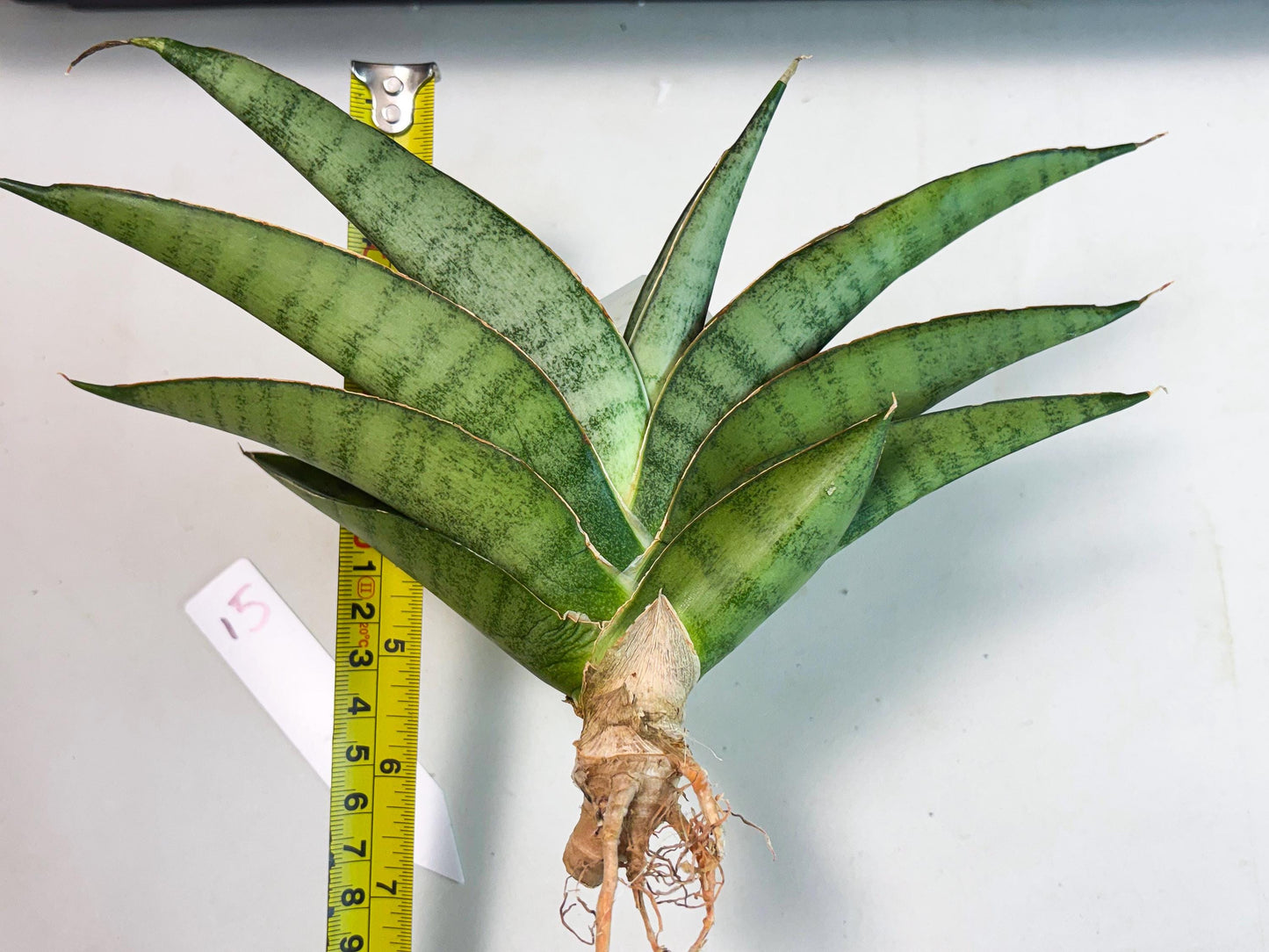 Sansevieria Tamara (ba4) (15) | Imported Hybrids