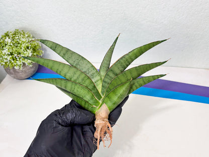 Sansevieria Tamara (ba4) (15) | Imported Hybrids