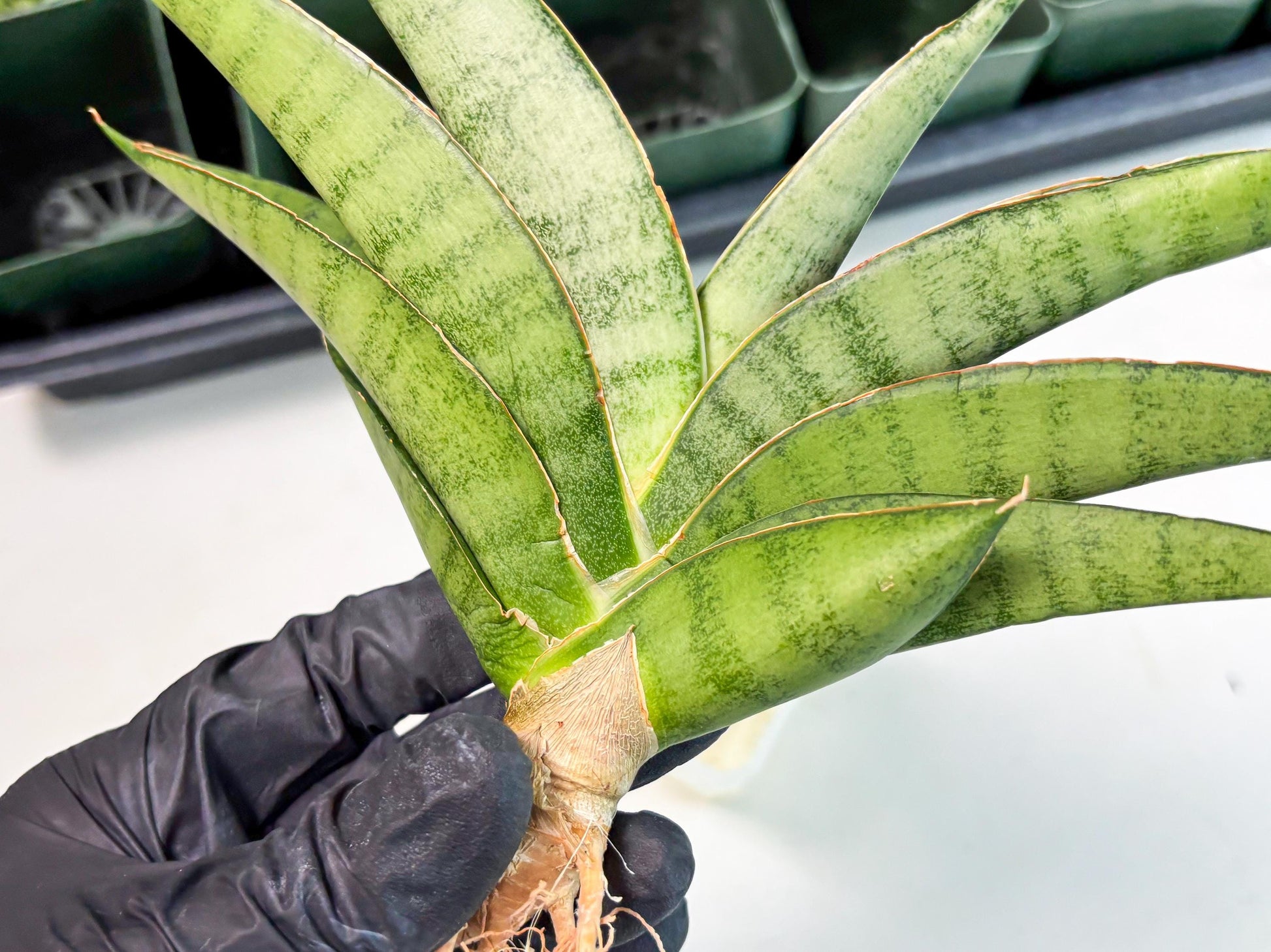 Sansevieria Tamara (ba4) (15) | Imported Hybrids