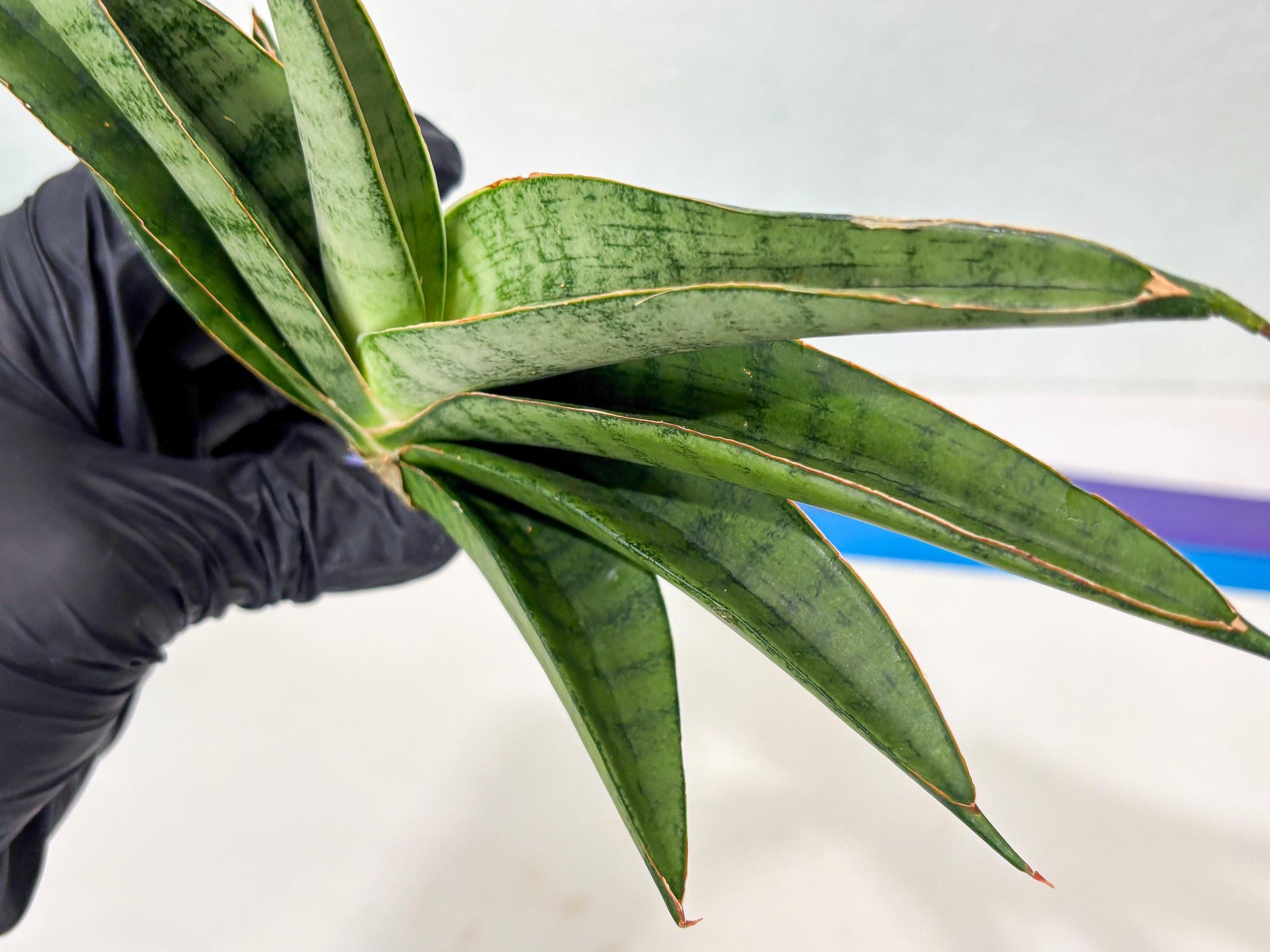Sansevieria Tamara (ba4) (15) | Imported Hybrids