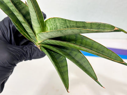 Sansevieria Tamara (ba4) (15) | Imported Hybrids