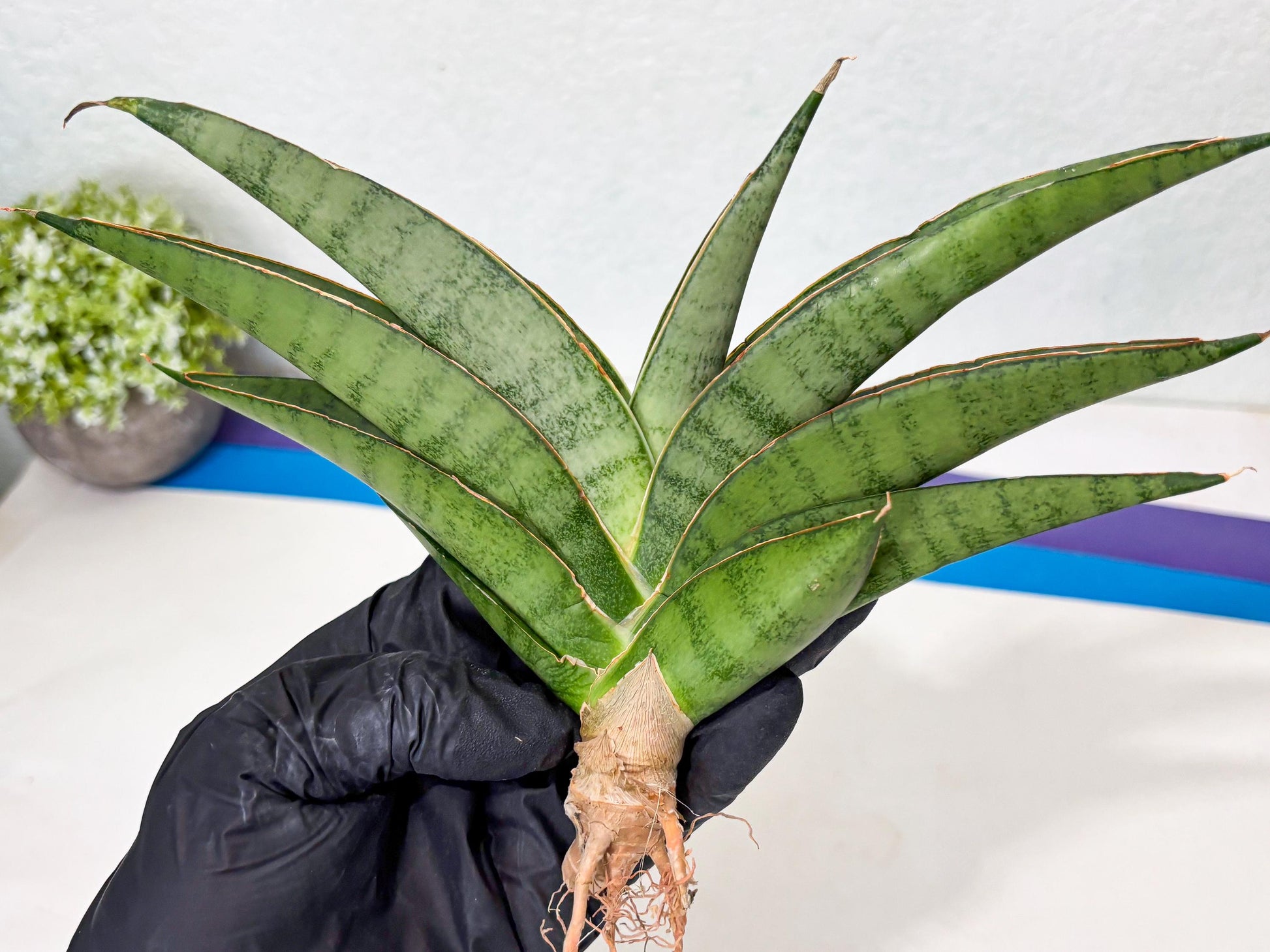 Sansevieria Tamara (ba4) (15) | Imported Hybrids