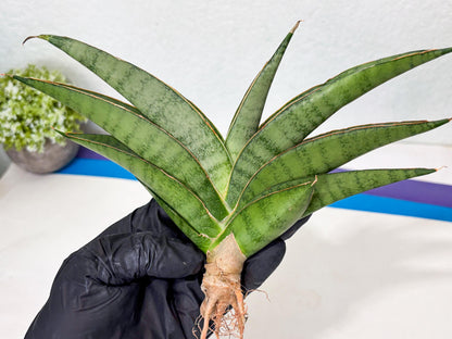 Sansevieria Tamara (ba4) (15) | Imported Hybrids