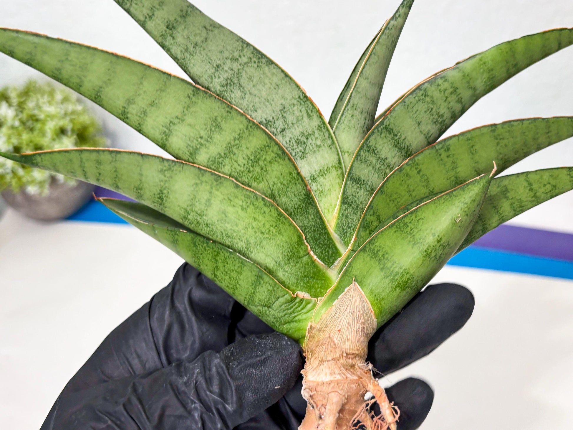 Sansevieria Tamara (ba4) (15) | Imported Hybrids