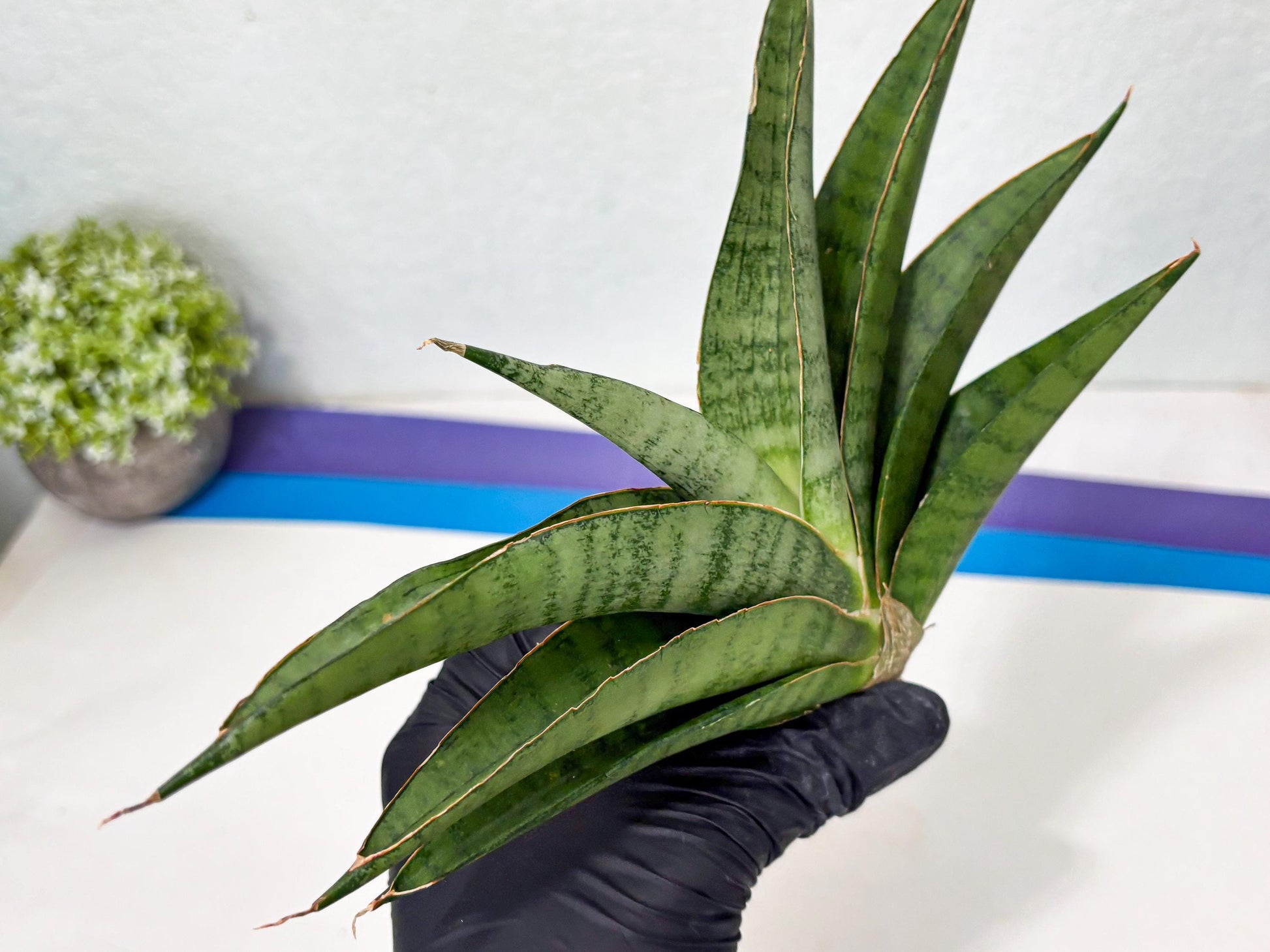 Sansevieria Tamara (ba4) (15) | Imported Hybrids