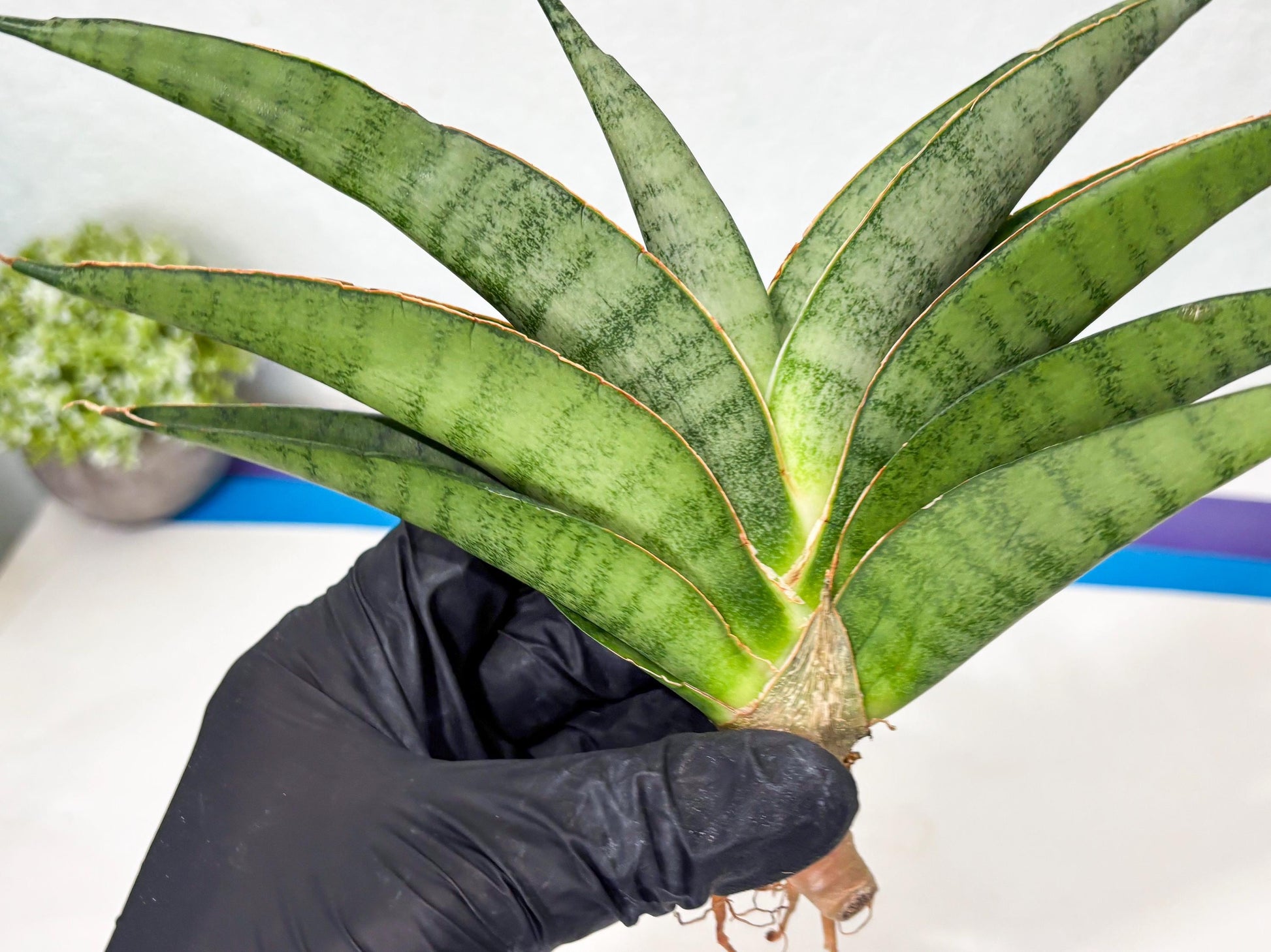 Sansevieria Tamara (ba4) (15) | Imported Hybrids