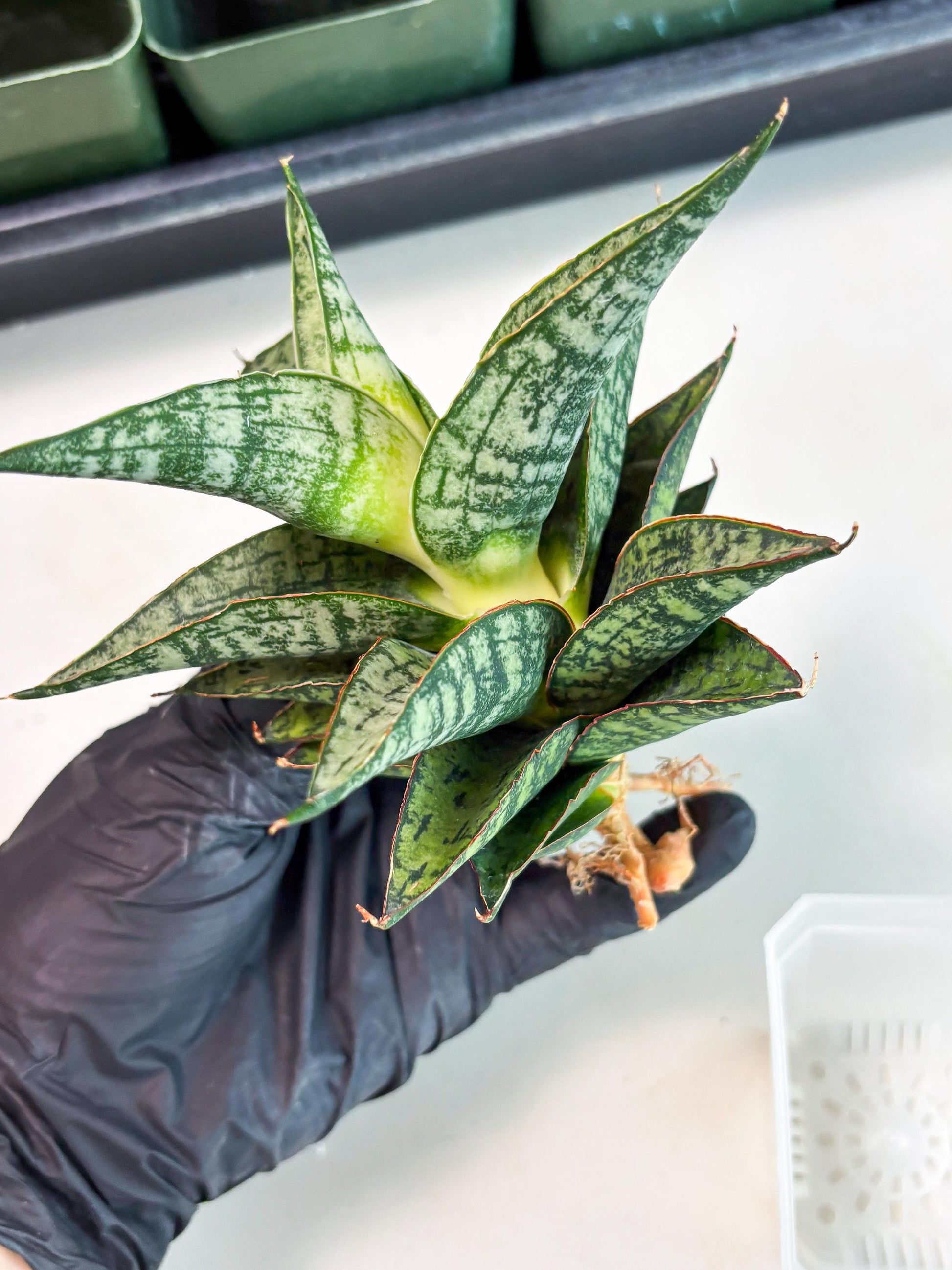 Sansevieria Toxin (ba4) (17) | rare Collection