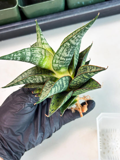 Sansevieria Toxin (ba4) (17) | rare Collection