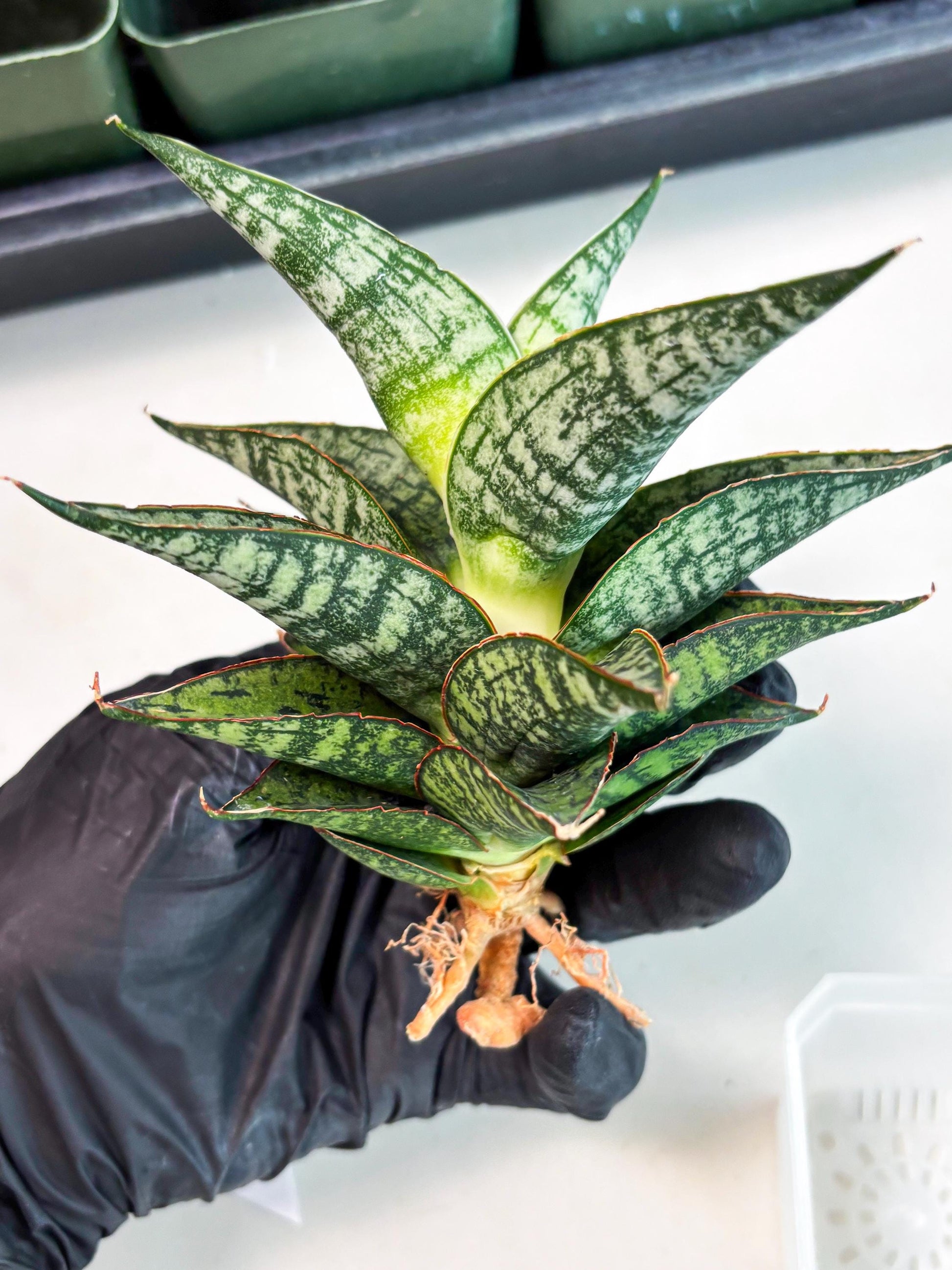 Sansevieria Toxin (ba4) (17) | rare Collection