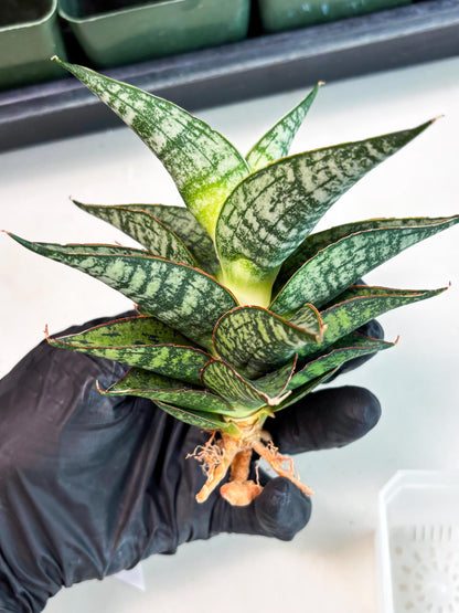 Sansevieria Toxin (ba4) (17) | rare Collection