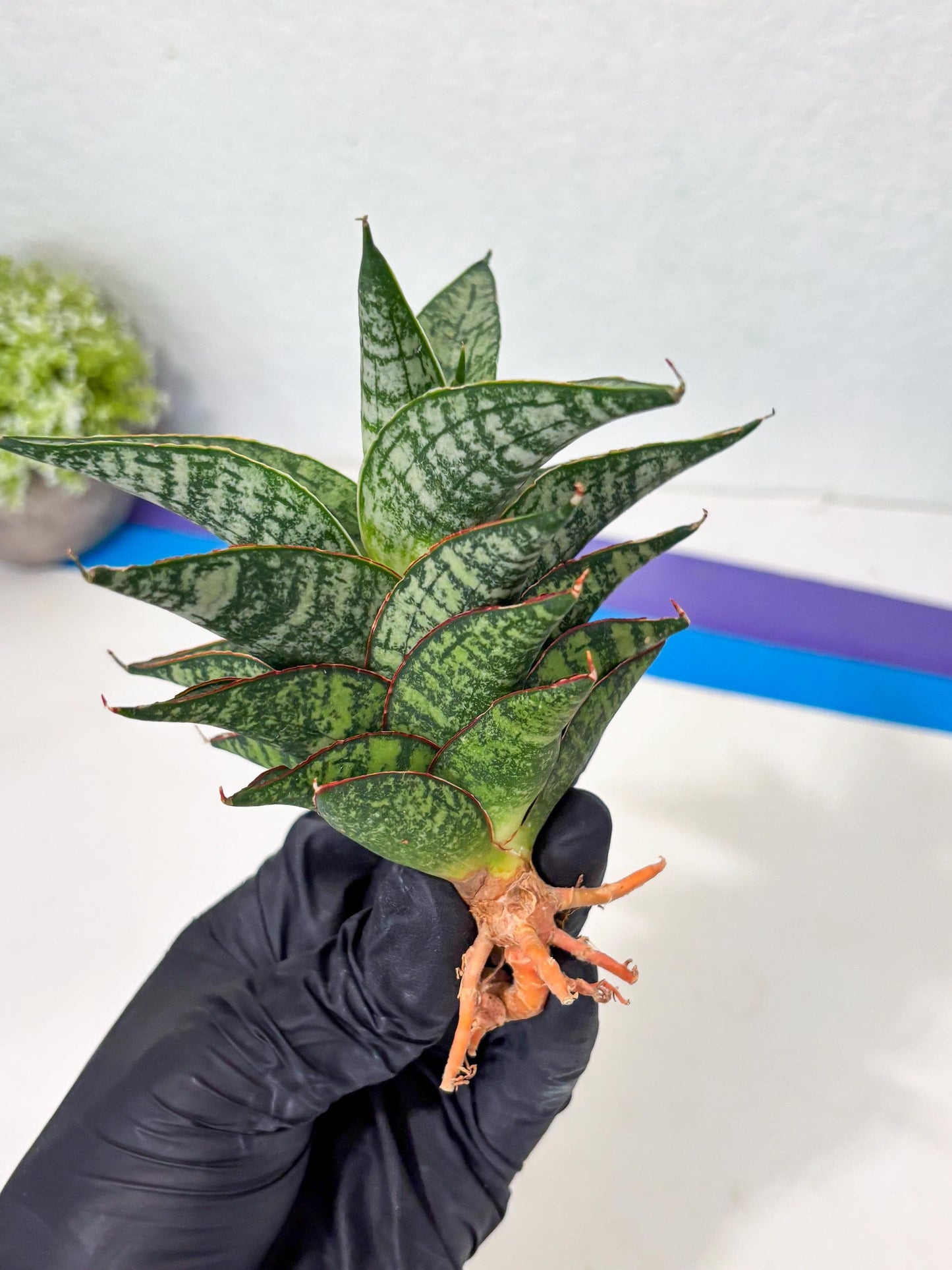 Sansevieria Toxin (ba4) (17) | rare Collection