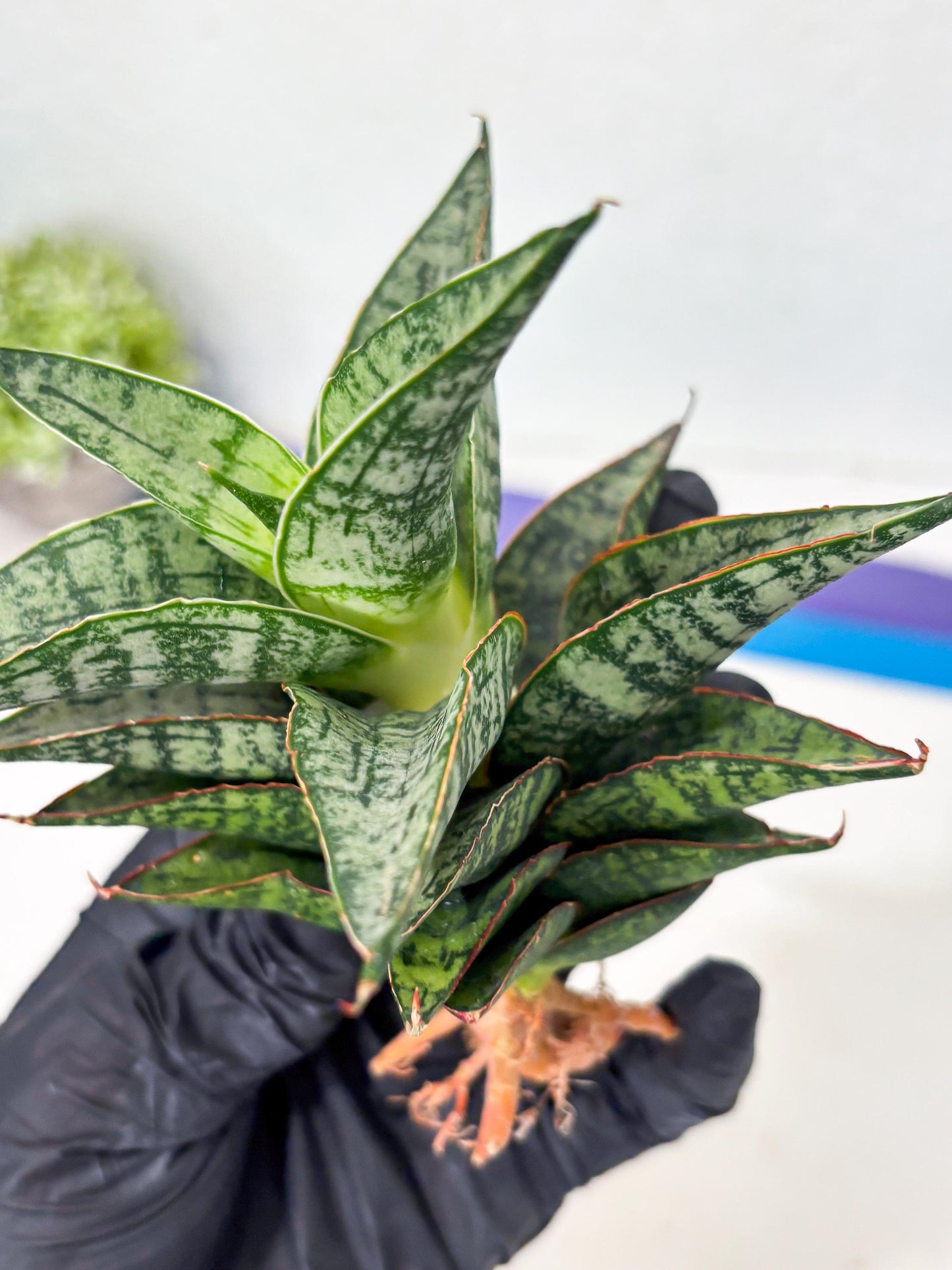 Sansevieria Toxin (ba4) (17) | rare Collection