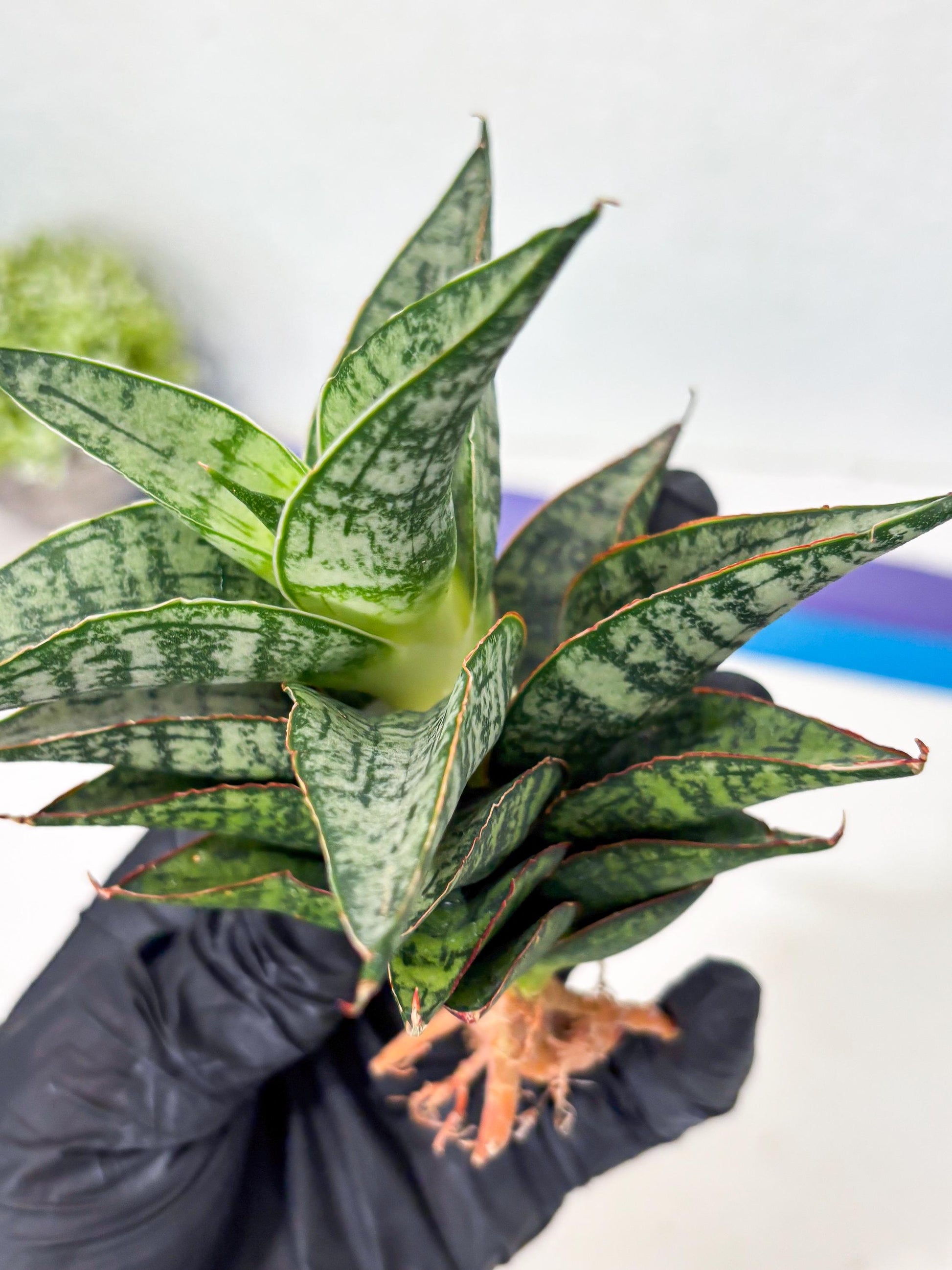 Sansevieria Toxin (ba4) (17) | rare Collection