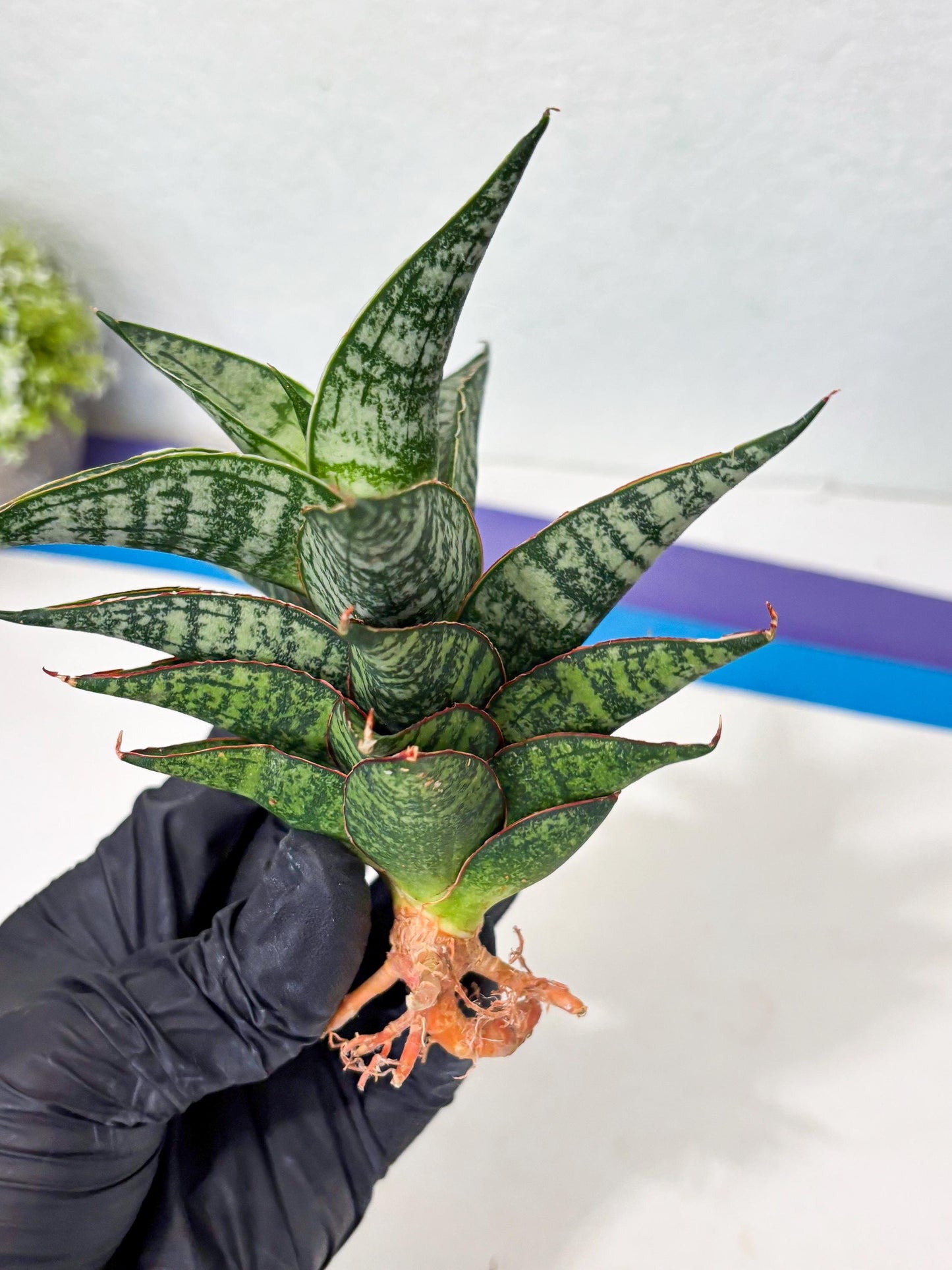 Sansevieria Toxin (ba4) (17) | rare Collection