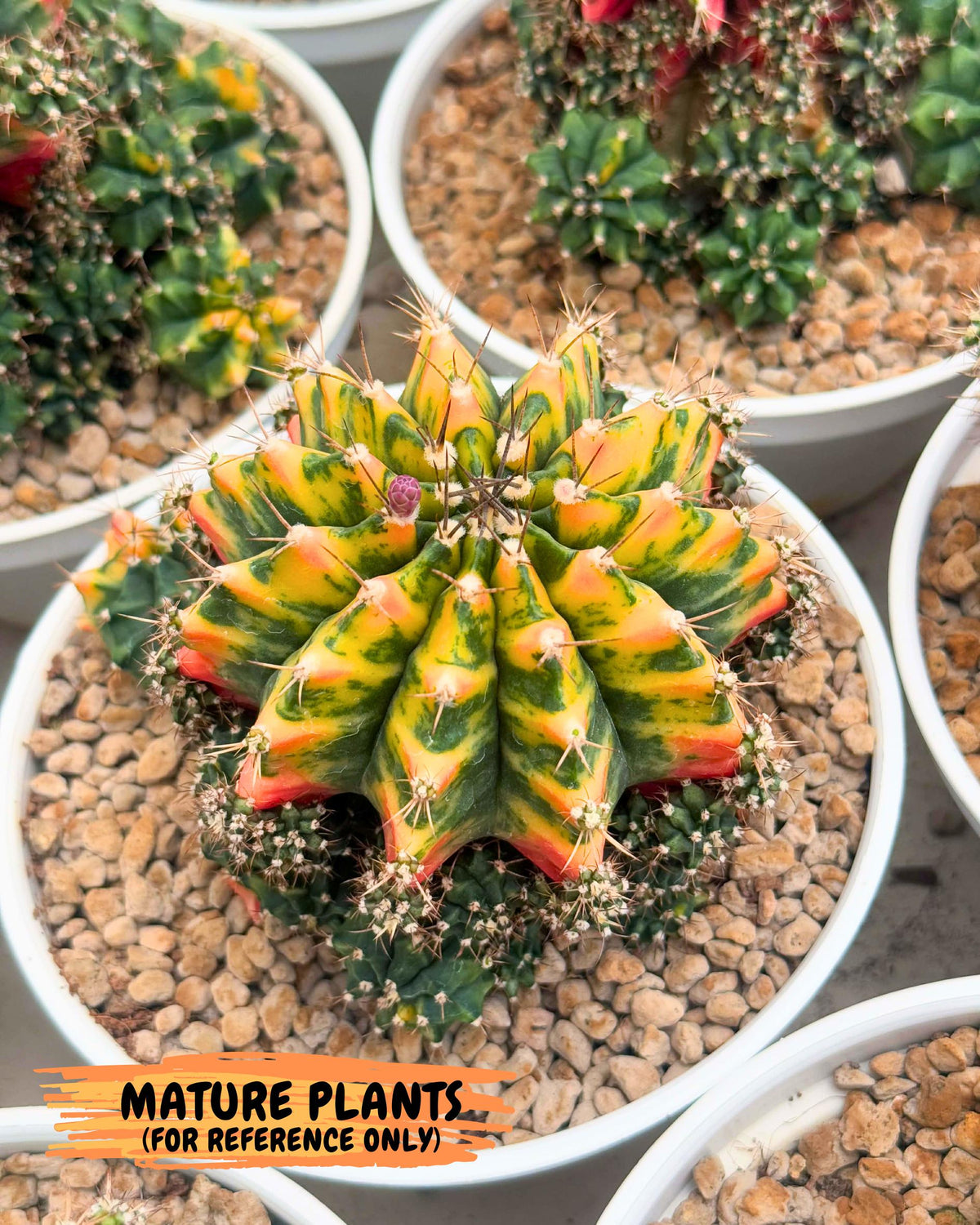 Gymnocalycium Oriane (g19) (18) | Rare Hybrid cactus